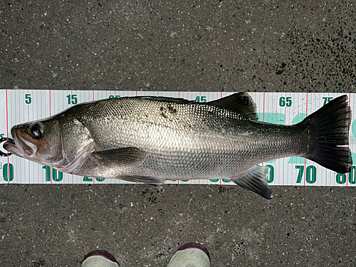 ヒラスズキの釣果