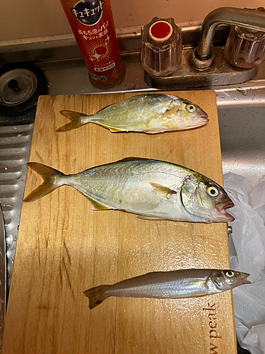 カンパチの釣果