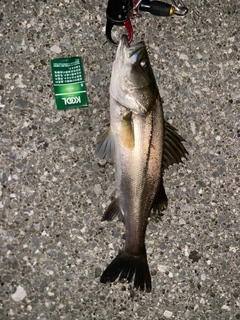 シーバスの釣果