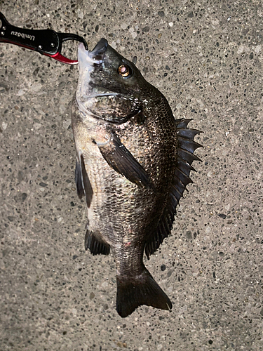 クロダイの釣果