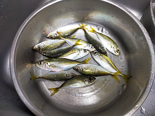 アジの釣果