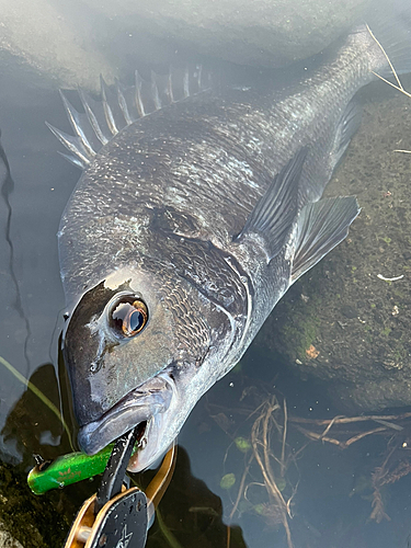 チヌの釣果