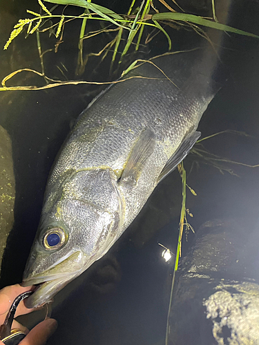 ヒラスズキの釣果