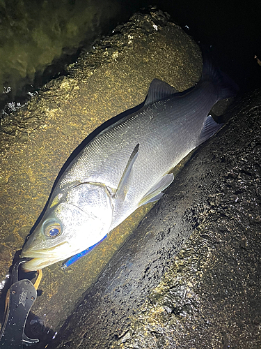 ヒラスズキの釣果