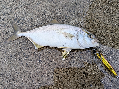 ショゴの釣果