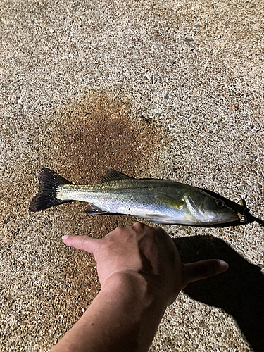 セイゴ（マルスズキ）の釣果