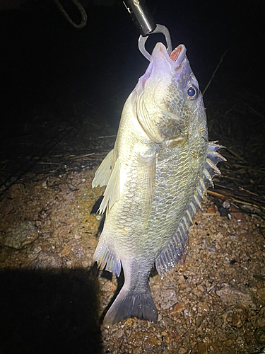 キビレの釣果