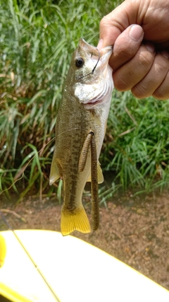 ラージマウスバスの釣果