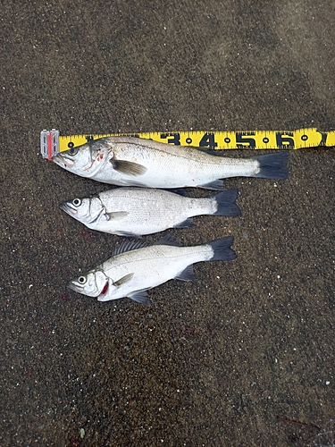 シーバスの釣果