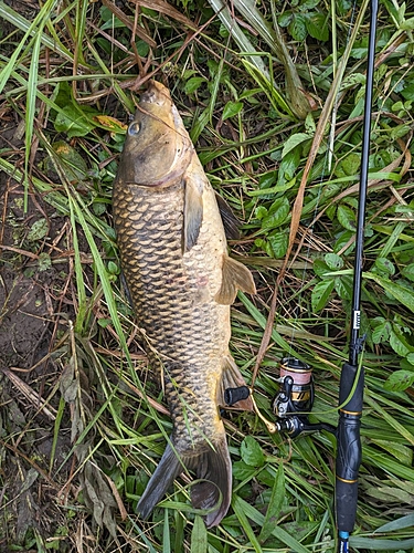 コイの釣果