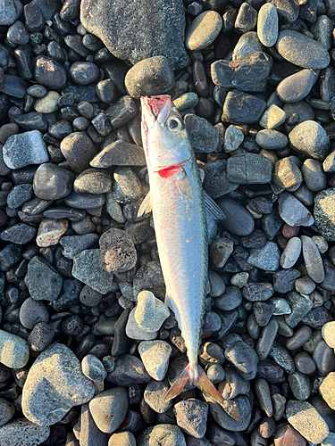 サバの釣果