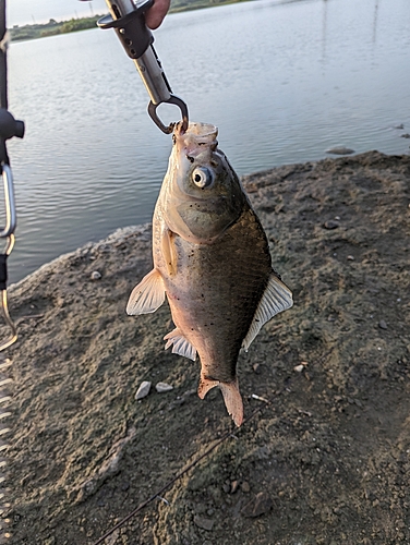 フナの釣果