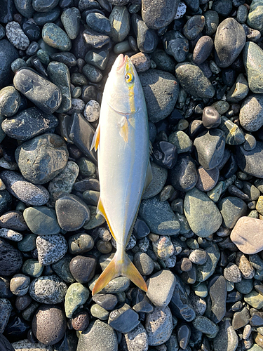 ワカシの釣果