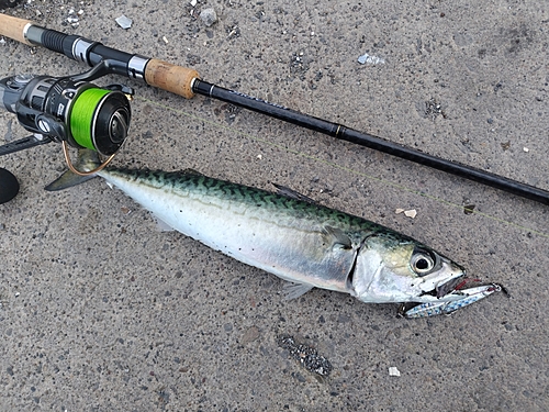 サバの釣果