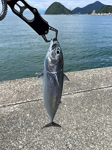 ソウダガツオの釣果