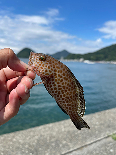 オオモンハタの釣果