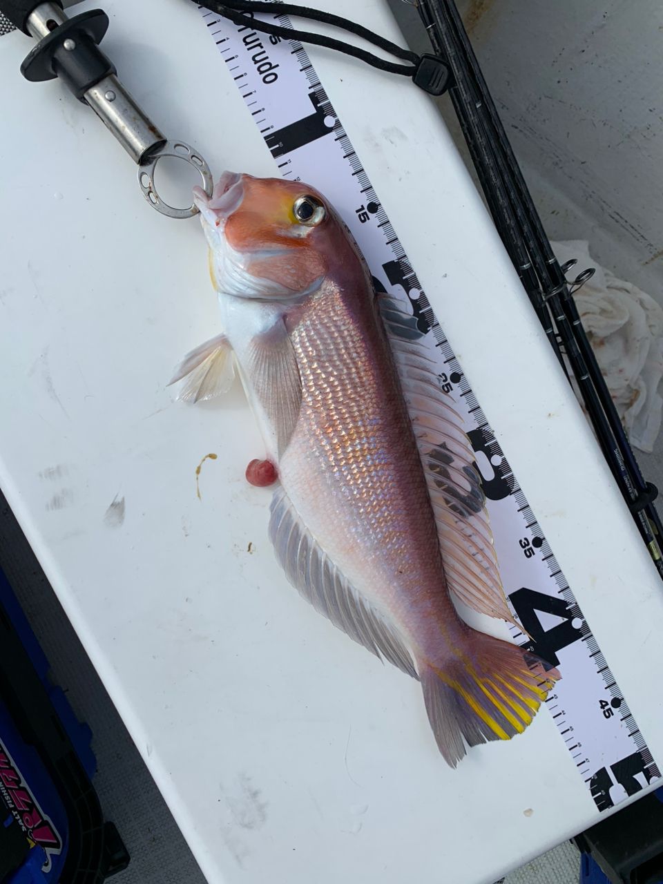hironobu-nkgwさんの釣果 2枚目の画像