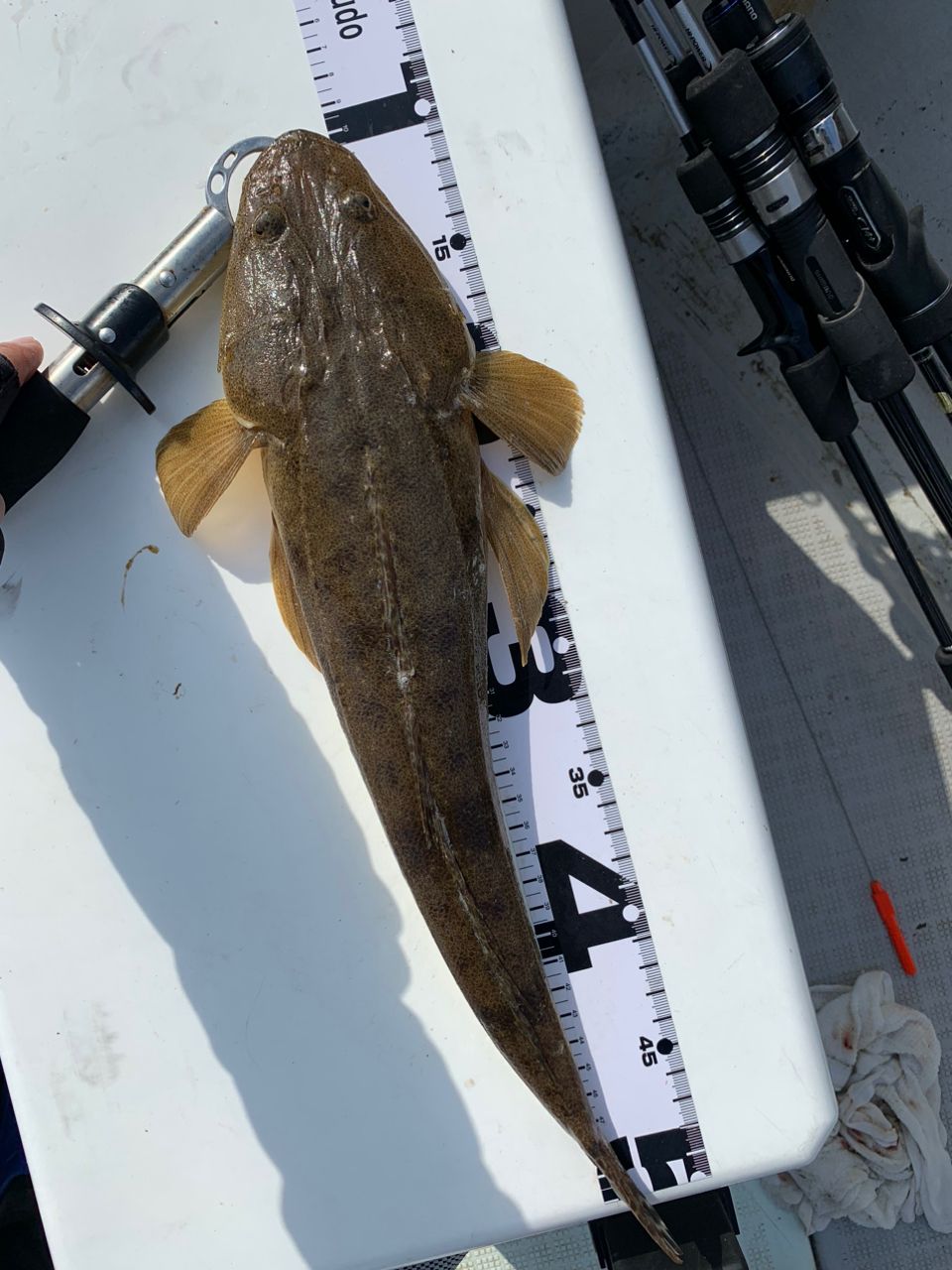 hironobu-nkgwさんの釣果 3枚目の画像