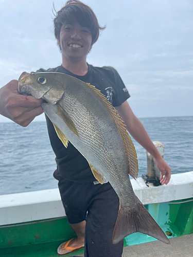 イサキの釣果