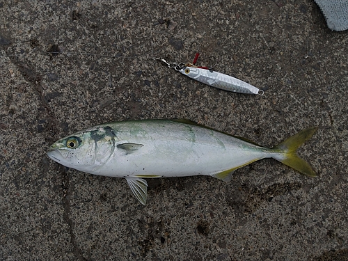 ショッコの釣果