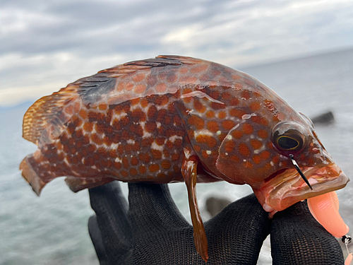 キジハタの釣果