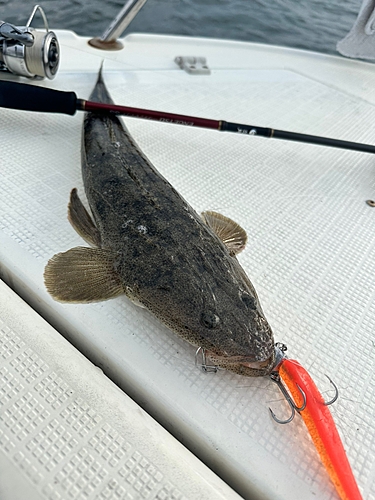 マゴチの釣果