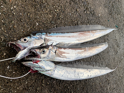 タチウオの釣果