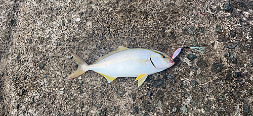 ショゴの釣果