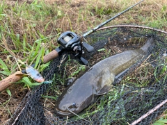 ナマズの釣果