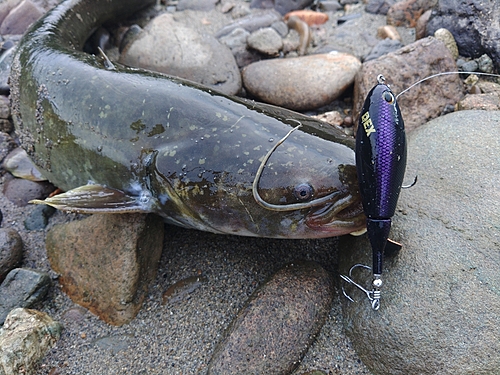 ナマズの釣果