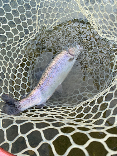 ニジマスの釣果