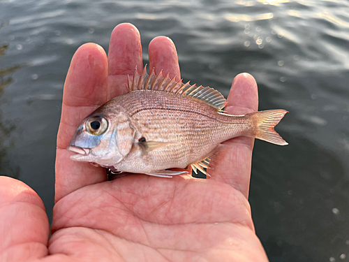 チャリコの釣果