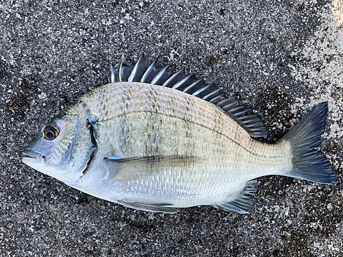 オキナワキチヌの釣果