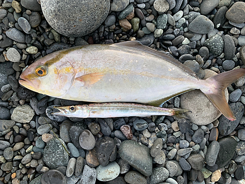 ショゴの釣果