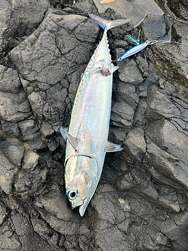 ソウダガツオの釣果