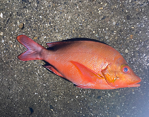 ヒメフエダイの釣果