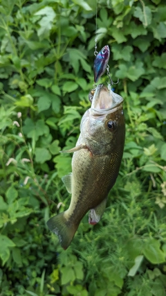 ラージマウスバスの釣果