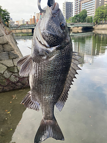 チヌの釣果