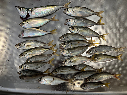 アジの釣果