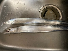 タチウオの釣果