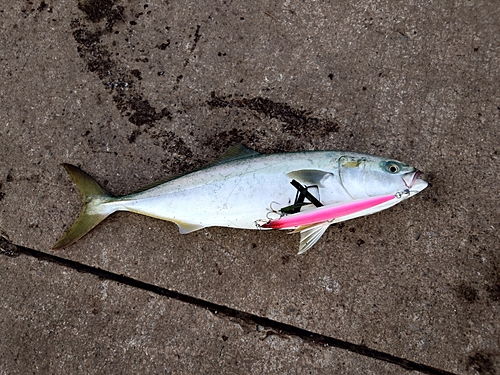 イナダの釣果