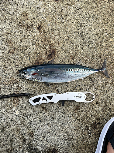 メジカの釣果