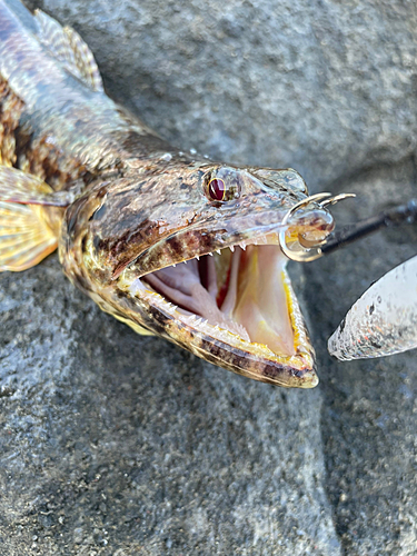 アカエソの釣果