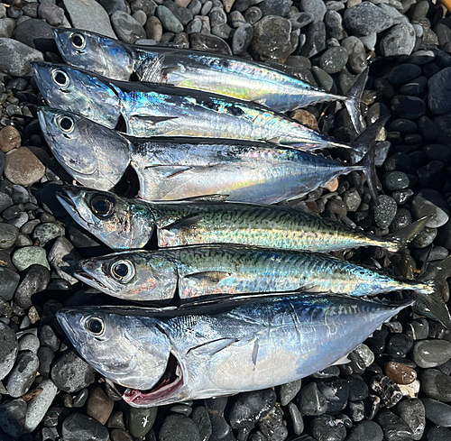 ヒラソウダの釣果