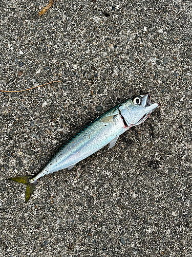 サバの釣果