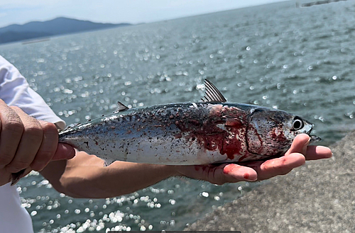 マルソウダの釣果