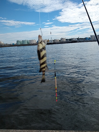 シマダイの釣果