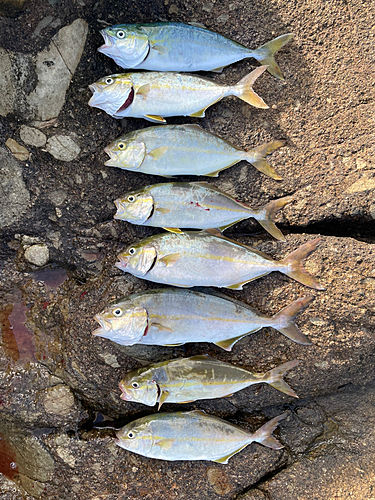 ショゴの釣果