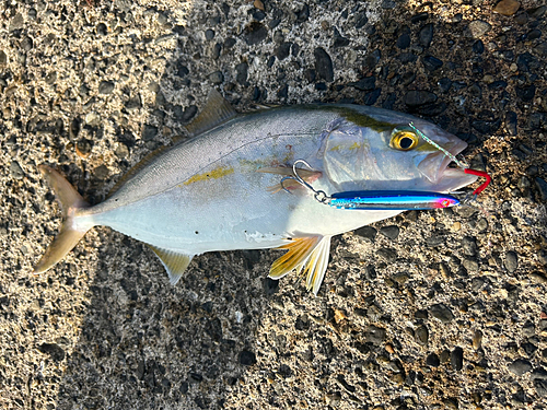 ショゴの釣果