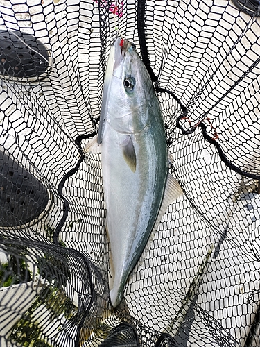 ハマチの釣果